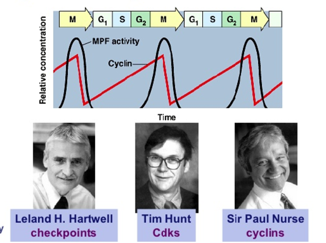 Hartwell, Hunt y Nurse