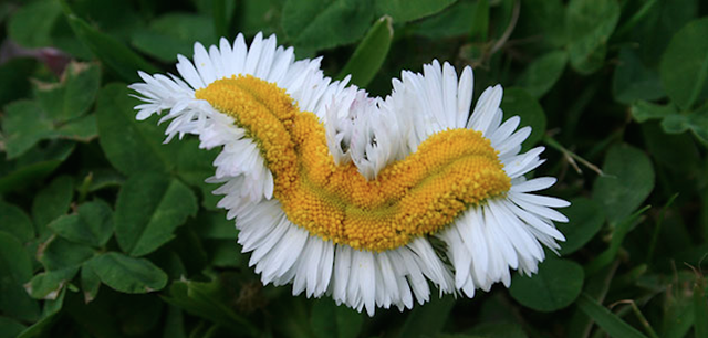 De Vries define "mutación"