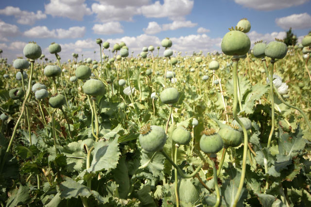 Friedrich Sertürner aísla la morfina de la planta de opio.