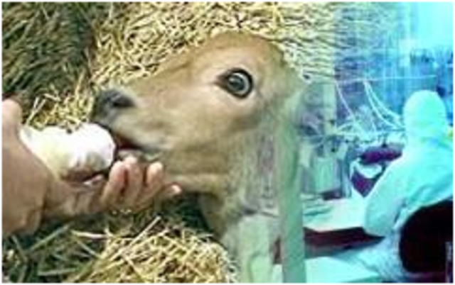 Se produce por primera vez un ternero a partir de un embrión congelado.