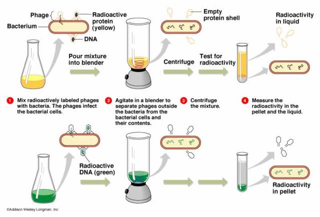 Los genes estan hechos del DNA