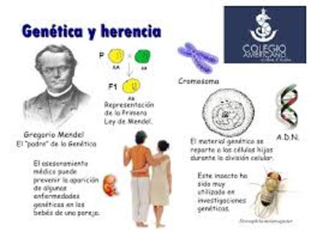 Teoría a cerca de las Leyes Mendelianas