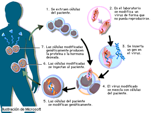 Mediante técnicas de ingeniería genética se fabrica con éxito una hormona humana en una bacteria, en el miso año