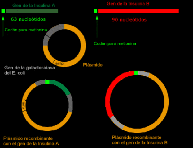 Se clona el gen de la insulina humana