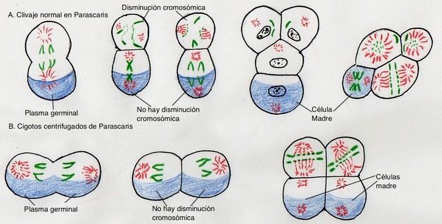 Teoría del plasma germinal.