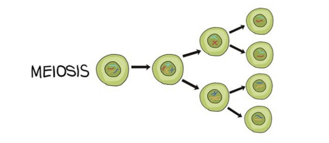 Descripción de la mitosis.