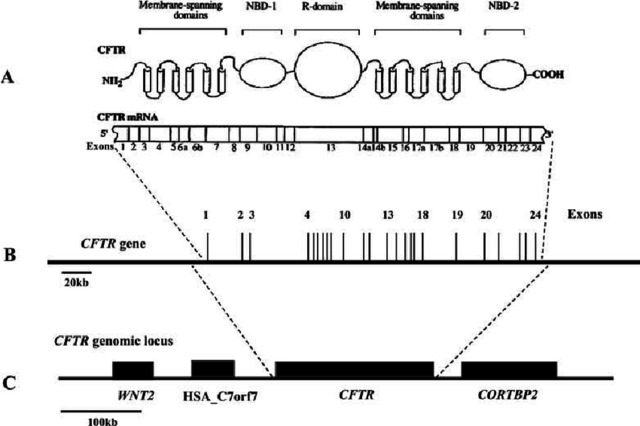 Primera secuenciación de un gen humano