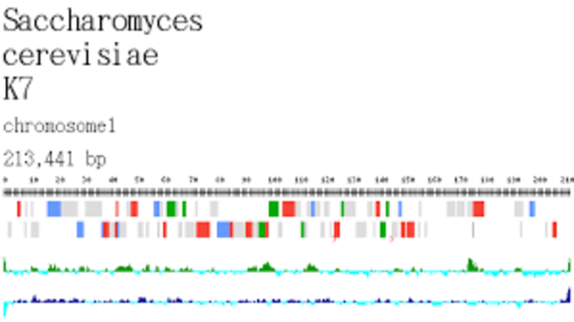 Primera secuenciación de un genoma eucariota