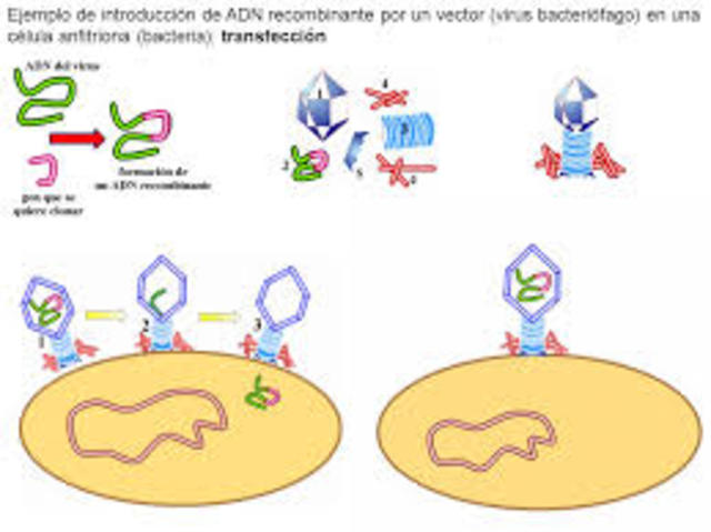 Introducción de ADN en bacterias