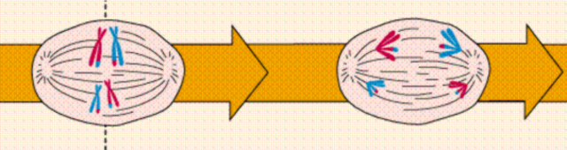 Cromosomas en la meiosis.
