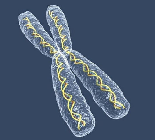 Cromosoma X en la mujer