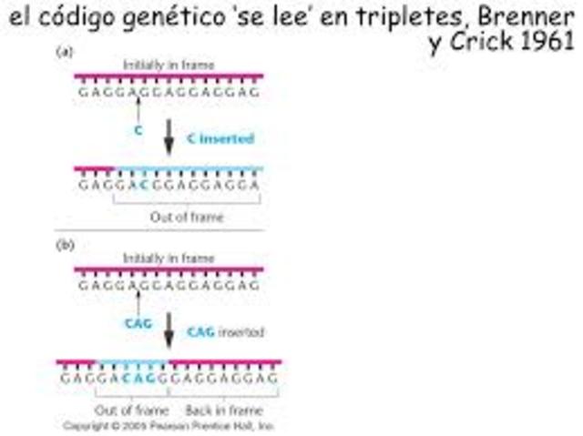 El código genético se ordena en tripletes