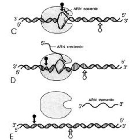 Secuencia completa de ARN