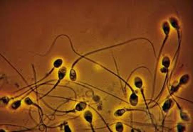 Esperma animal