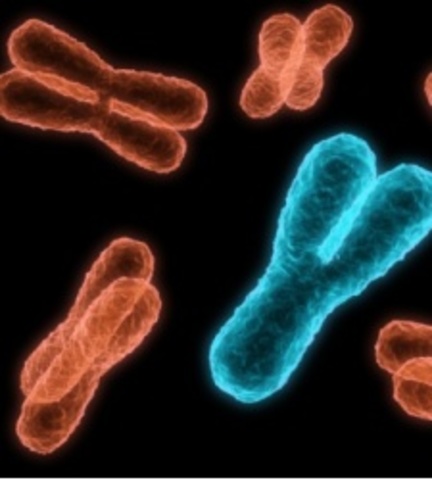 Cromosoma Y humano