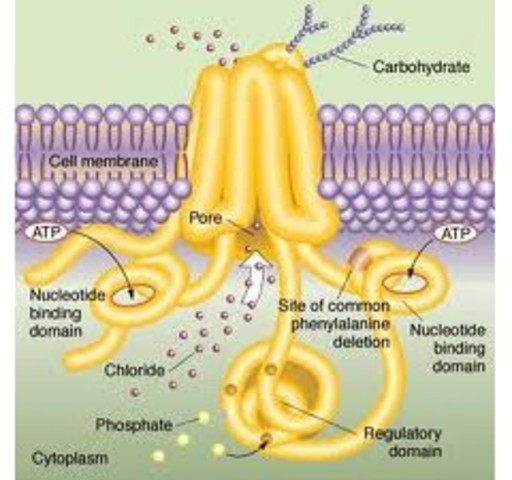 Codificador de proteína CFTR