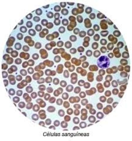 Todos los organismos vivos están compuestos por   células