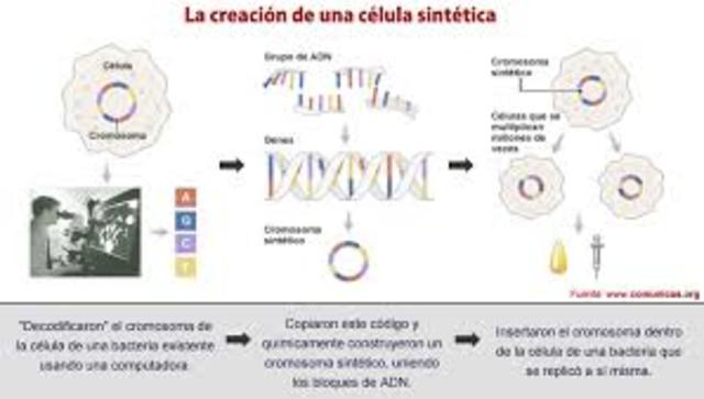 Creación de célula sintética con el número mínimo de genes necesarios para vivir.