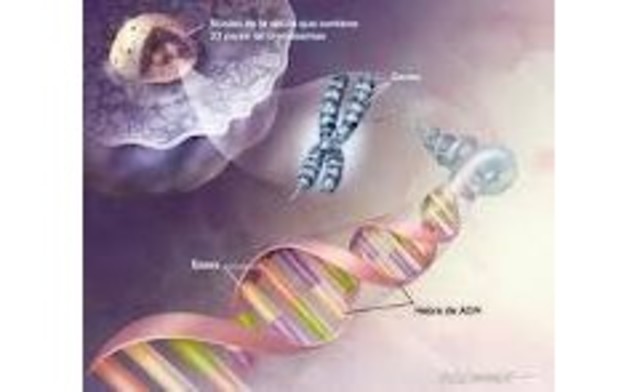 Se crea un catálogo genes poseídos en genoma humano