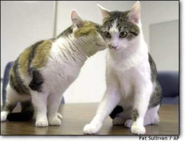 Clonación del primer animal doméstico.