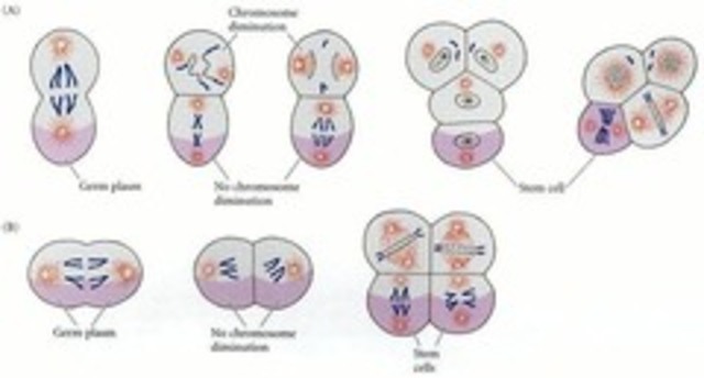 teoría continuidad del «plasma germinal»