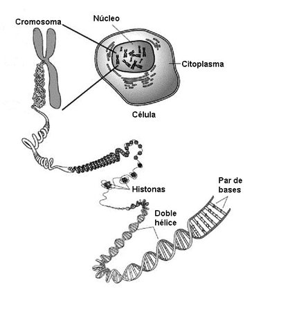 Demostración de la presencia de Intrones en genes eucarioticos