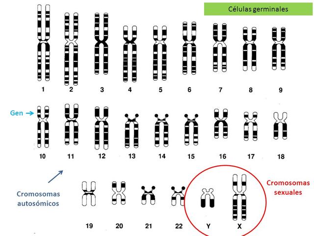 son identificados 23 pares de cromosomas en las células del cuerpo humano.