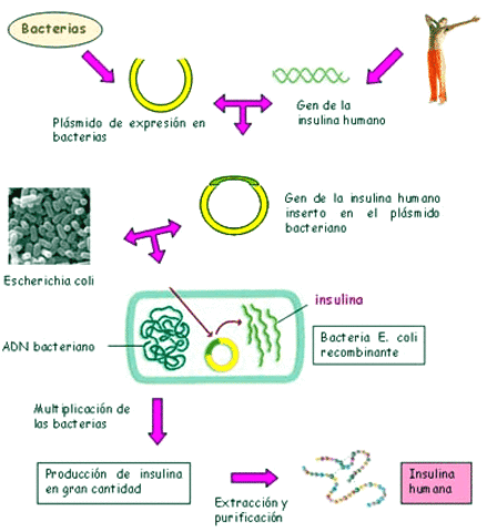 se clona el gen de la insulina humana