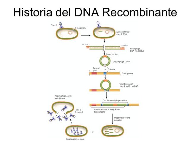 primera molécula de ADN recombinante en el laboratorio