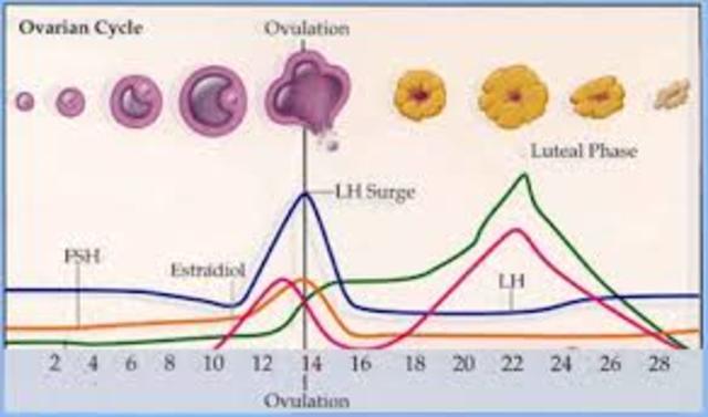 ovulation