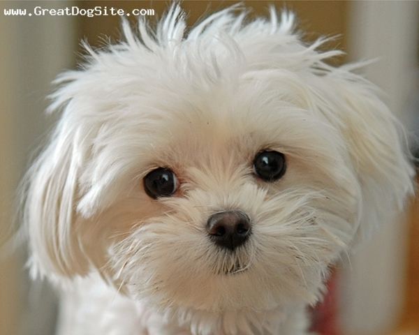 !(:My first puppy!:)