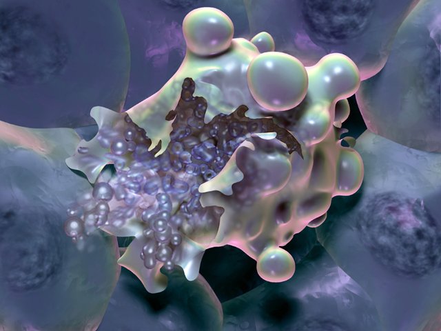 regulacion genetica del desarrollo y muerte celular programada