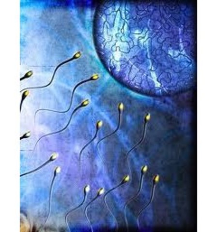 Se establece la hipótesis de unidades hereditarias.