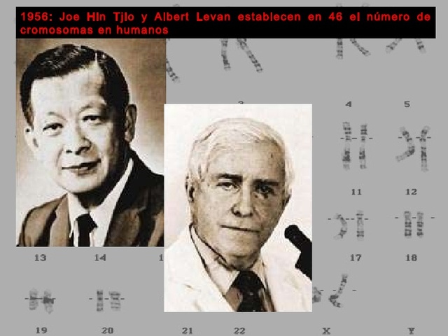 Joe Hin Tjio y Albert Levan determinan que es 46 el número de cromosomas en los seres humanos.