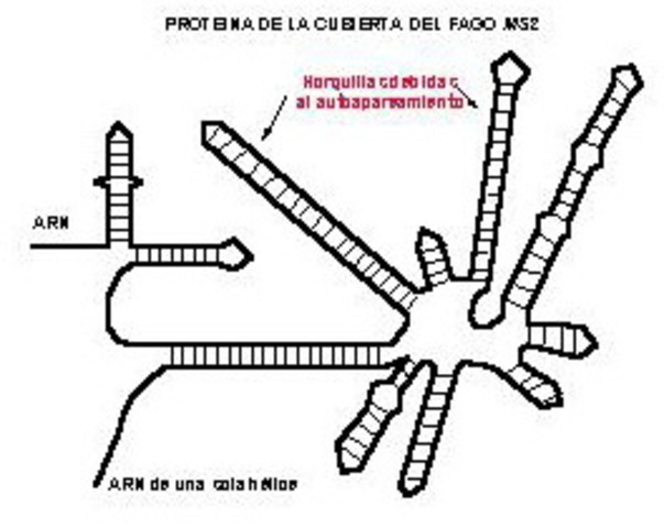 Se determina por primera vez la secuencia de un gen.
