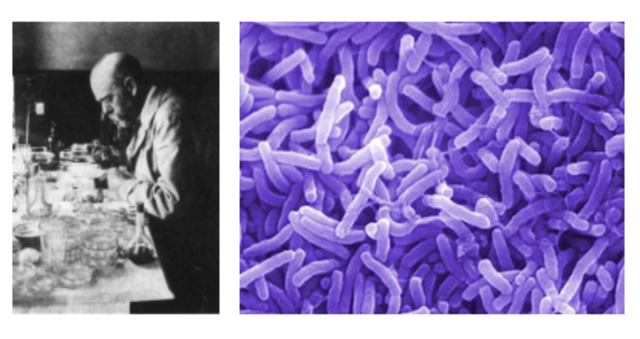 Robert Koch y la Cólera