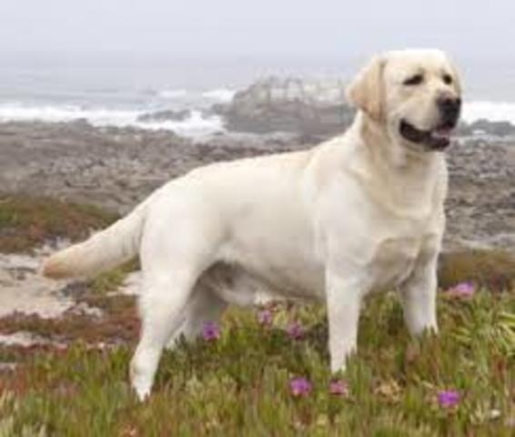 el perro labrador