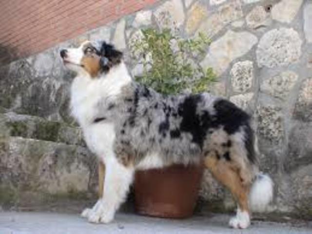 el perrito australianito