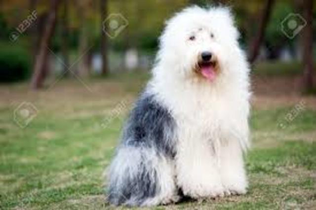 el perro pastor ingles