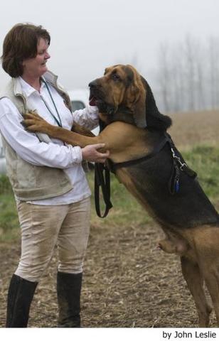 el perrito san humberto