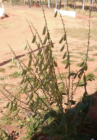 Crotalaria com vagem