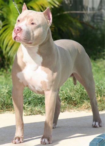 el perro pitbull