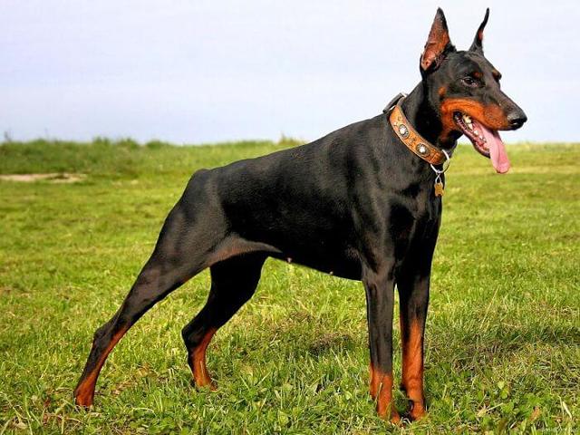 perro  doberman