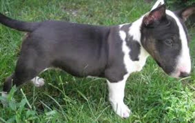 perro bull terry