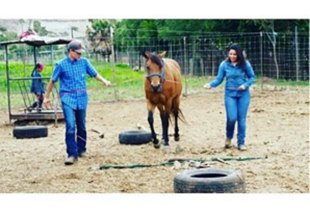 Psicoterapia asistida con equinos