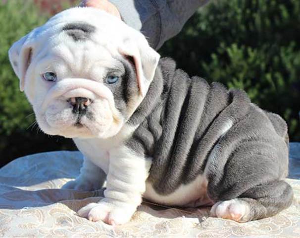 el perro bulldog