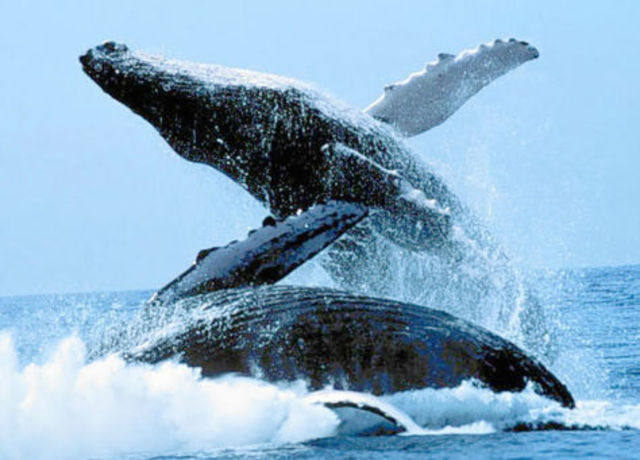 1948 Convencion Internacional a la Reglamentacion de la caza de a Ballena