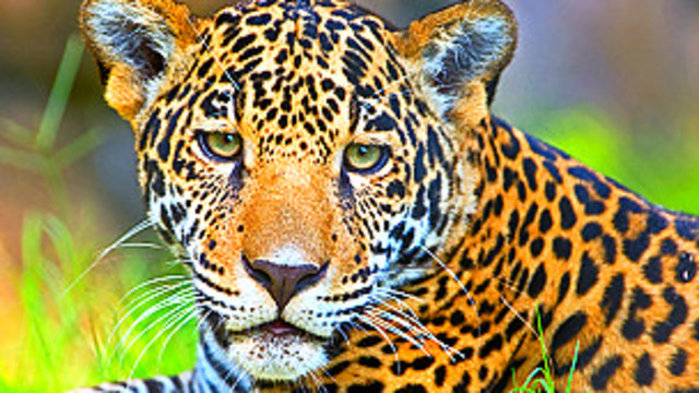 TRATADOS DONDE TIENE PRESENCIA MÉXICO