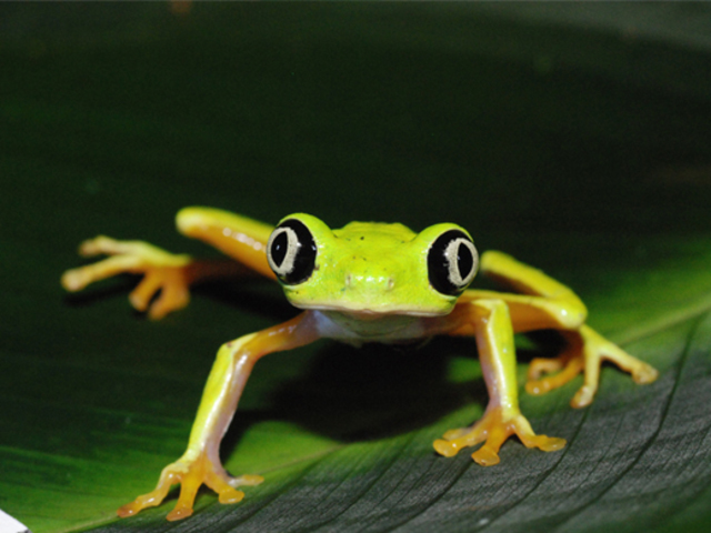 Adult Frog