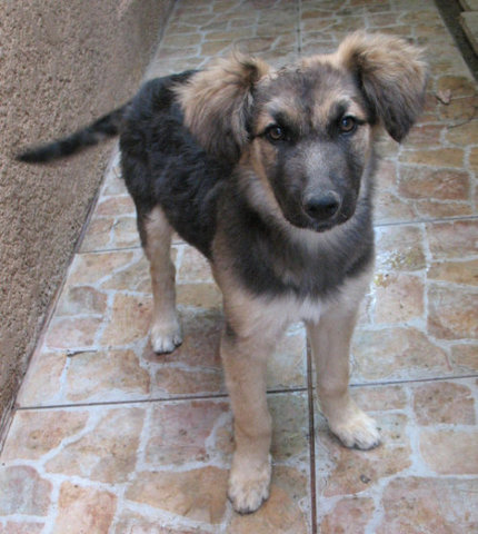 cuando mi mascota llego